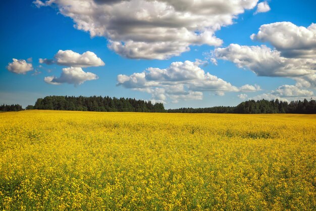 Beau paysage avec champ de fleurs jaunes de canola ou de colza et bleu ciel nuageux Brassica napus Springtime