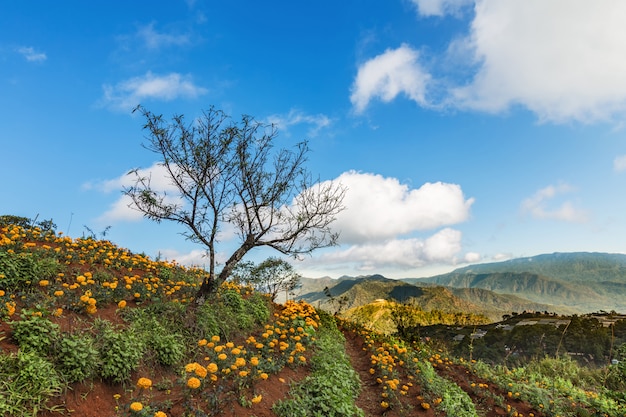 Beau paysage avec champ de fleurs en Thaïlande, terres agricoles et fond de ciel bleu