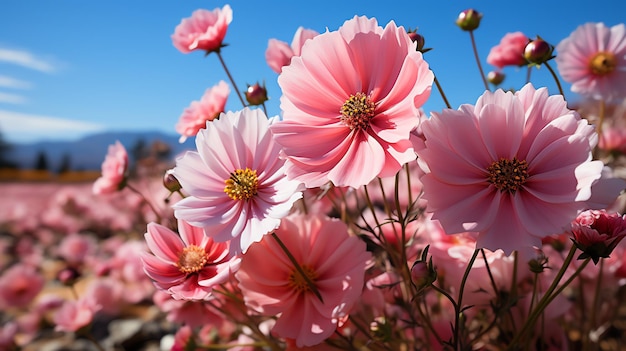 beau paysage de champ de fleurs