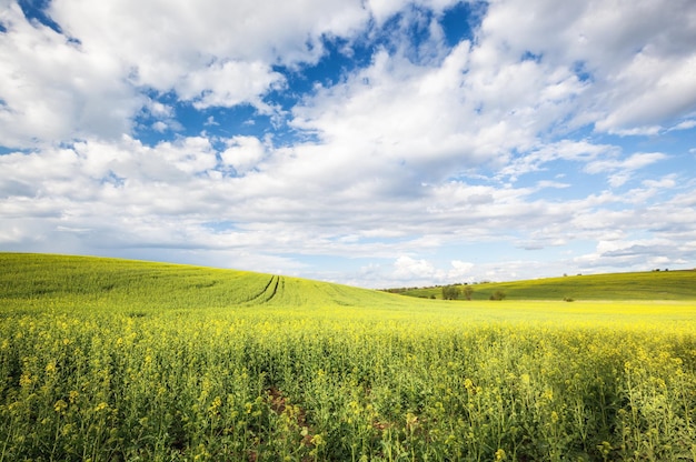 Beau paysage de champ jaune