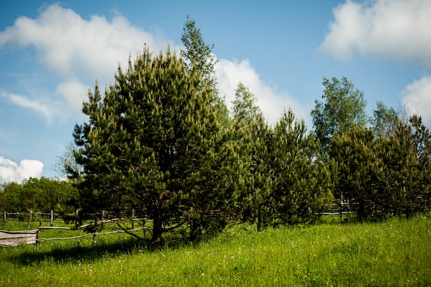 Beau paysage de champ vert avec des arbres