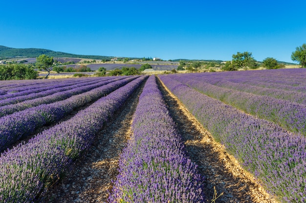 Beau paysage de champs de lavande