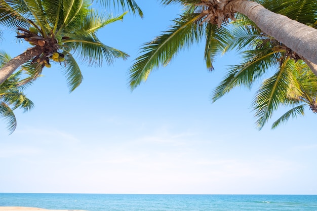 Photo beau paysage de cocotier sur la plage tropicale (paysage marin) en été. concept de fond d'été.