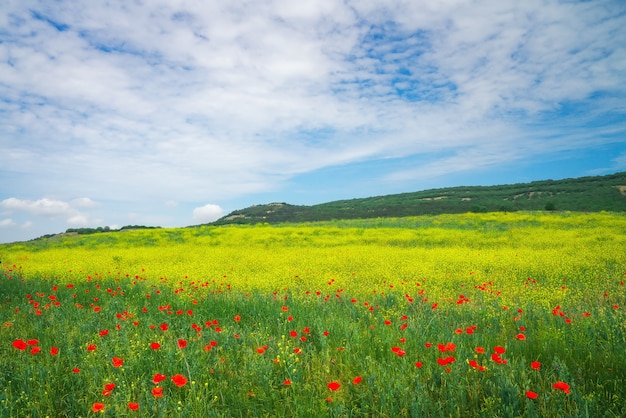 Beau paysage coloré avec des fleurs. Prairie de printemps.