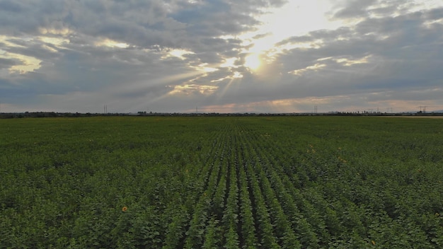 Beau paysage avec coucher de soleil sur un champ agricole de tournesols sur une prairie de ferme