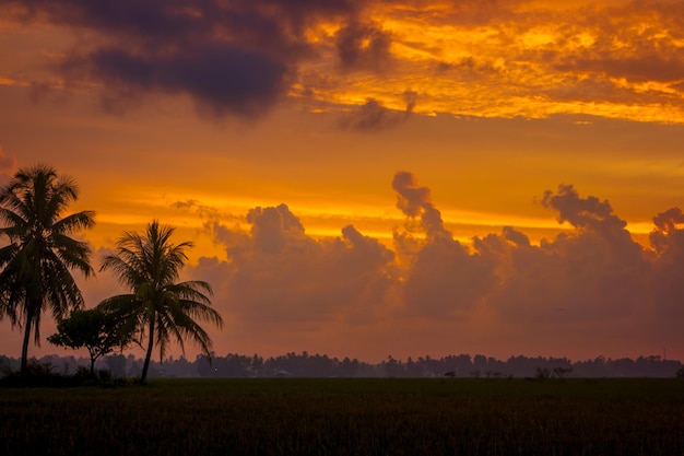 Beau paysage de coucher de soleil doré avec des palmiers