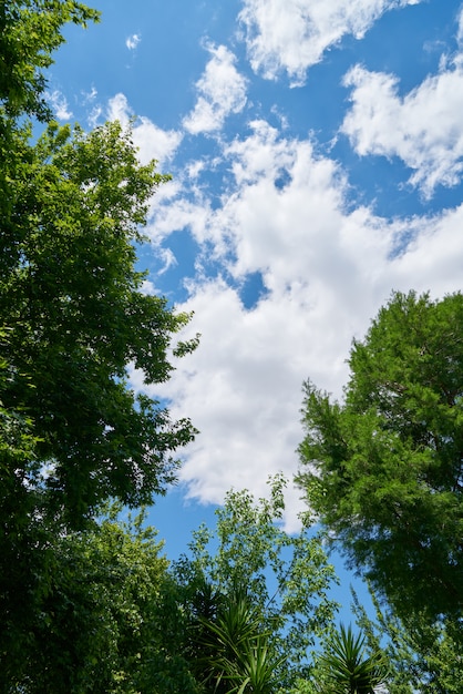 Beau paysage dans le parc