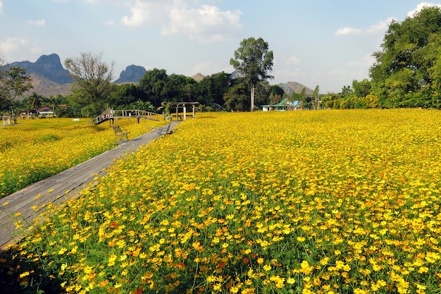 Le beau paysage du jardin de fleurs cosmos jaune avec un pont en bois et un beau ciel bleu clair