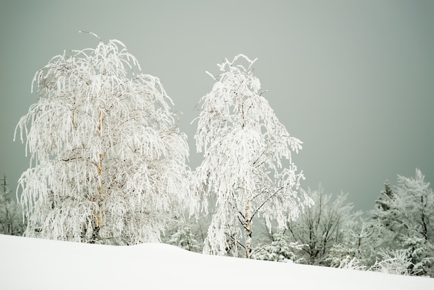 Beau paysage dur et fascinant de sapins enneigés debout sur des congères et des pentes de montagne sur fond de brouillard par une journée glaciale d'hiver nuageux. Lieu de publicité