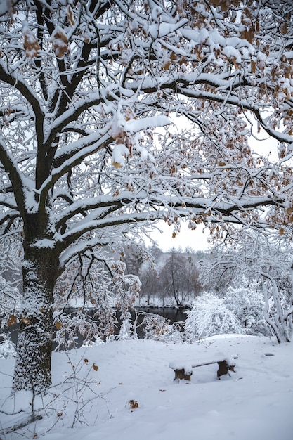 Beau paysage enneigé d'hiver dans le parc