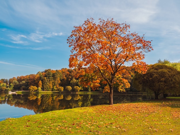 Beau paysage ensoleillé d'automne avec érable rouge dans un parc. Moscou.