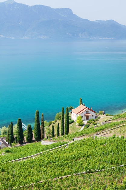 Beau paysage ensoleillé avec des vignes près du lac et des montagnes