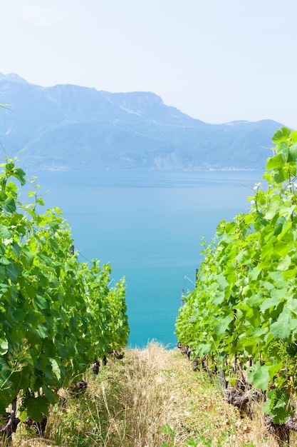 Beau paysage ensoleillé avec des vignes près du lac