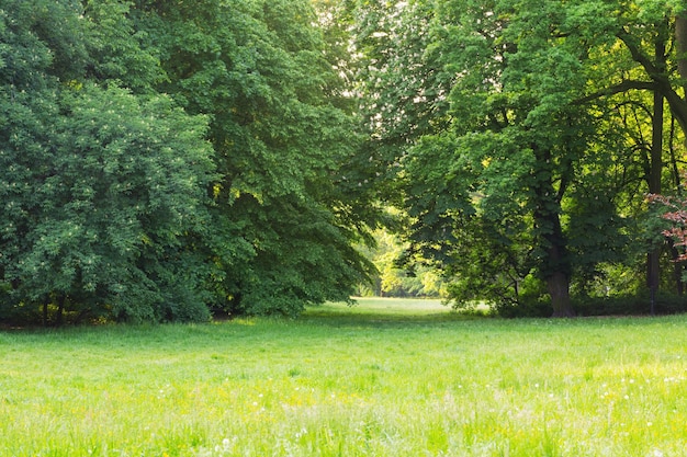 Beau paysage d'été avec des arbres au soleil