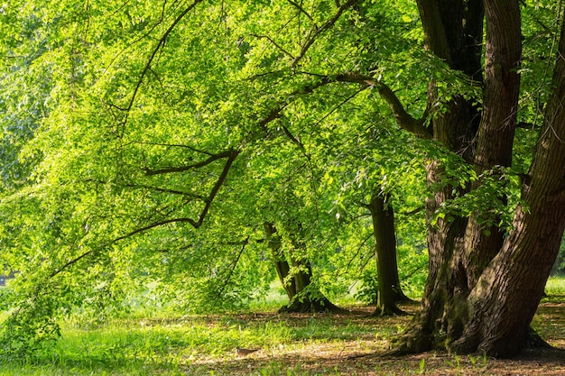 Beau paysage d'été avec des arbres au soleil