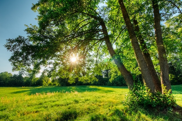 Beau paysage d'été avec chêne et soleil