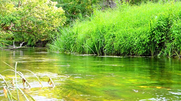 Beau paysage d'été de la petite rivière Cheremshan avec berges forestières herbe et courant L'Oulianovsk
