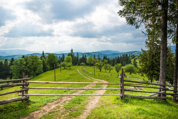 Beau paysage d'été d'une prairie verte sur une colline surplombant une dense forêt de conifères