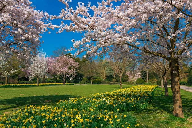 Photo beau paysage extérieur paysage de printemps