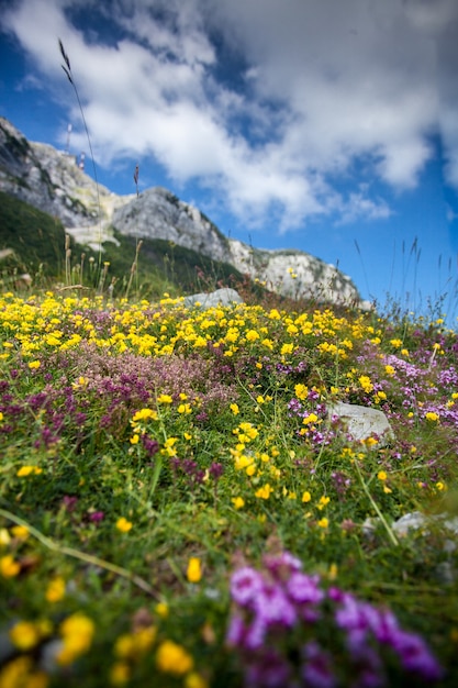 Beau paysage de fleur déposé sur le piémont de la montagne Lovcen