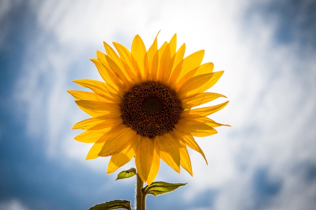 Beau paysage de fleurs jaunes d'un tournesol