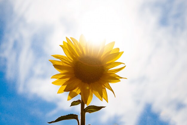 Beau paysage de fleurs jaunes d'un tournesol