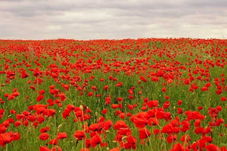 Beau paysage avec des fleurs de pavot rouge