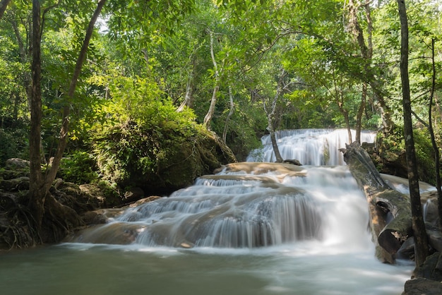 beau paysage de fond de forêt de cascade