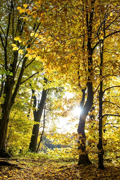 Beau paysage forestier d'automne. tomber dans un parc