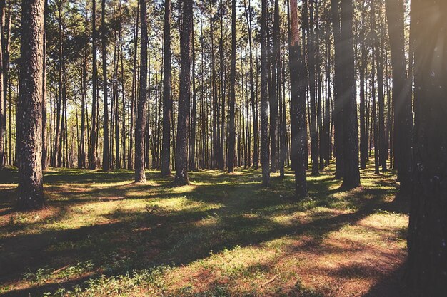 beau paysage forestier