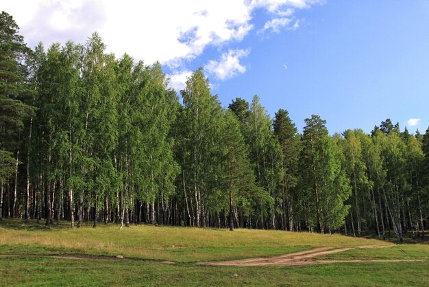 Un beau paysage forestier