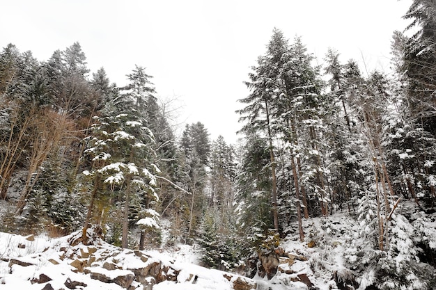 Beau paysage avec forêt au resort le jour d'hiver