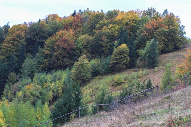 Beau paysage de forêt d'automne Randonnées Voyage Lifestyle concept vue sur la montagne Voyage dans les montagnes des Carpates Ukraine