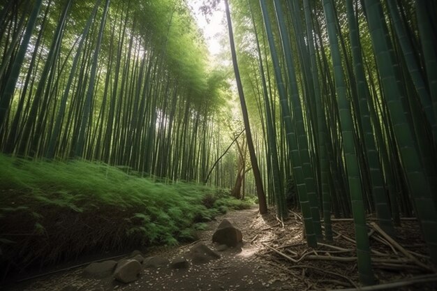 Le beau paysage de la forêt de bambou à Arashiyama Kyoto