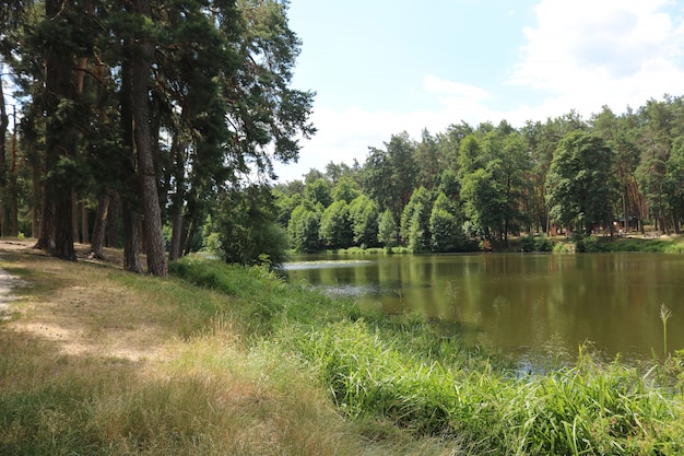 Beau paysage avec une forêt du lac nad