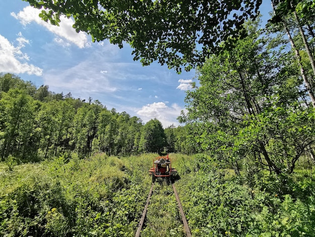 Beau paysage de forêt d'été de rails et de chariots