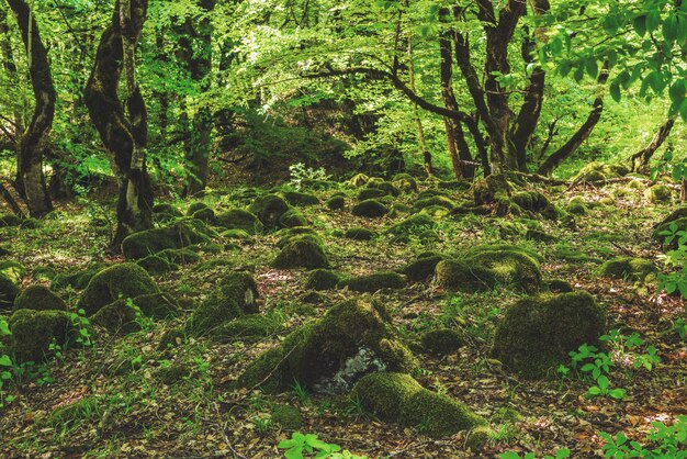 Beau paysage de forêt à feuilles caduques verte