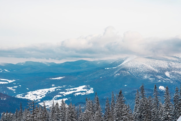 Beau paysage de forêt de montagne par une journée chaude et ensoleillée