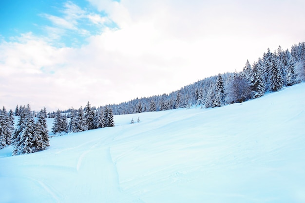 Beau paysage de forêt de sapins enneigés en pays de montagne