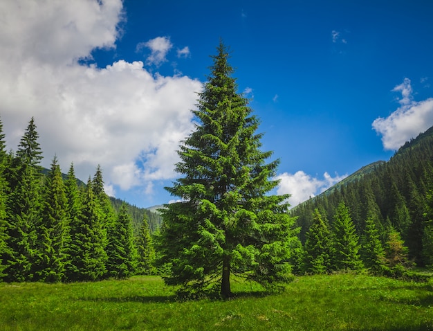 Beau paysage d'une forêt verte