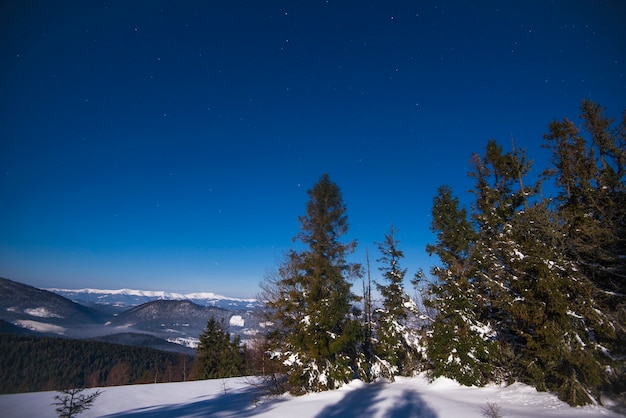 Beau paysage avec de grands sapins majestueux poussant parmi les congères blanches contre le ciel bleu sur une journée d'hiver glaciale ensoleillée. Concept de trekking et de vacances écologiques.