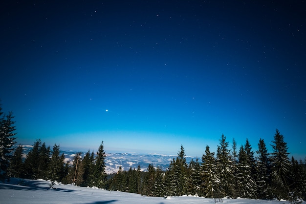 Beau paysage avec de grands sapins majestueux poussant parmi les congères blanches contre le ciel bleu sur une journée d'hiver glaciale ensoleillée. Concept de trekking et de vacances écologiques.