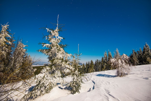 Beau paysage avec de grands sapins majestueux poussant parmi les congères blanches contre le ciel bleu