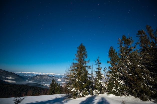 Beau paysage avec de grands sapins majestueux qui poussent parmi les congères blanches contre le ciel bleu lors d'une journée d'hiver glaciale et ensoleillée Concept de trekking et d'espace publicitaire de vacances respectueux de l'environnement