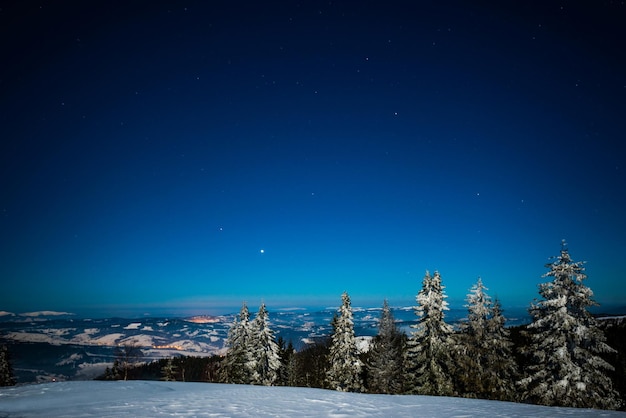 Beau paysage avec de grands sapins majestueux qui poussent parmi les congères blanches contre le ciel bleu lors d'une journée d'hiver glaciale et ensoleillée. Concept de trekking et de vacances écologiques. espace publicitaire