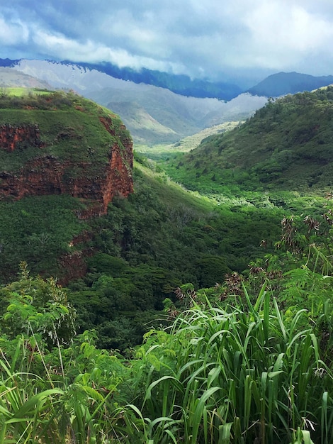 Beau paysage hawaïen sur l'île verte de Kauai Paysage de Kauai Waimea Canyon