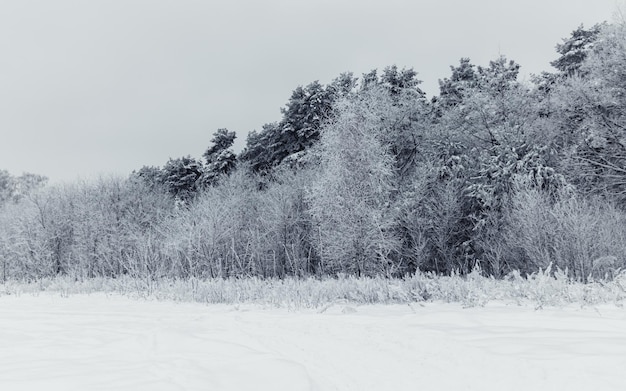 Beau paysage d'hiver avec des arbres couverts de givre