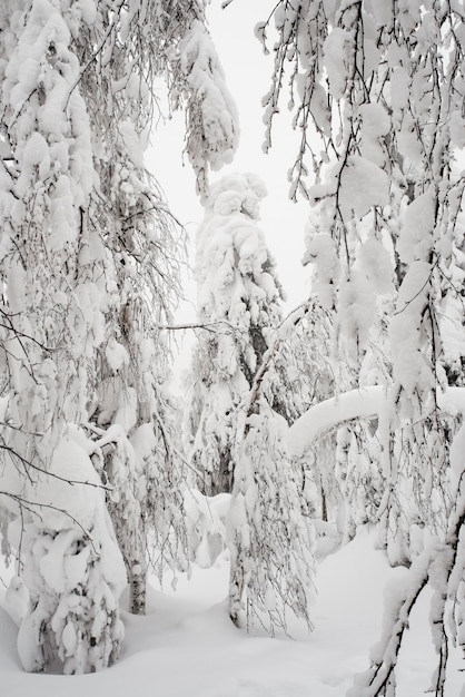 Beau paysage d'hiver avec des arbres couverts de neige. Conte d'hiver