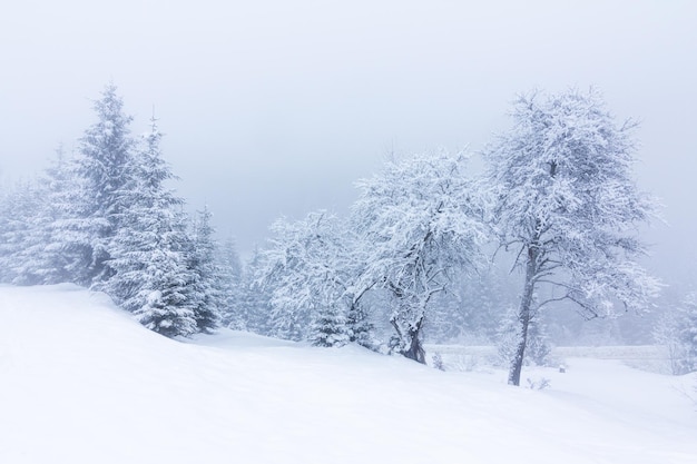 Beau paysage d'hiver avec des arbres couverts de neige Montagnes d'hiver