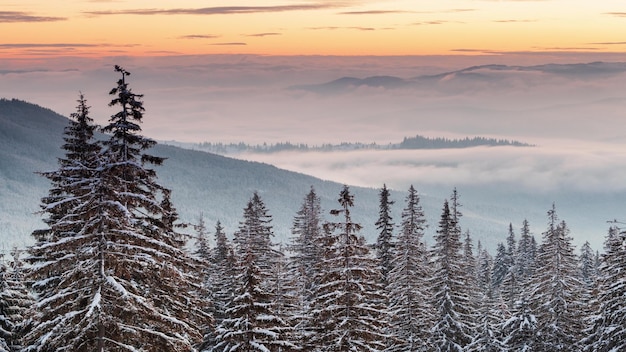 Beau paysage d'hiver avec des arbres couverts de neige Montagnes d'hiver